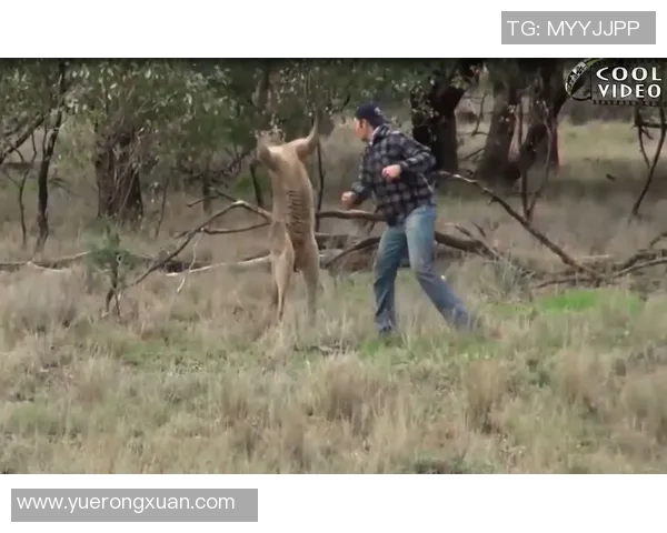 法泰赫与胡独立激战正酣谁能在这场较量中脱颖而出